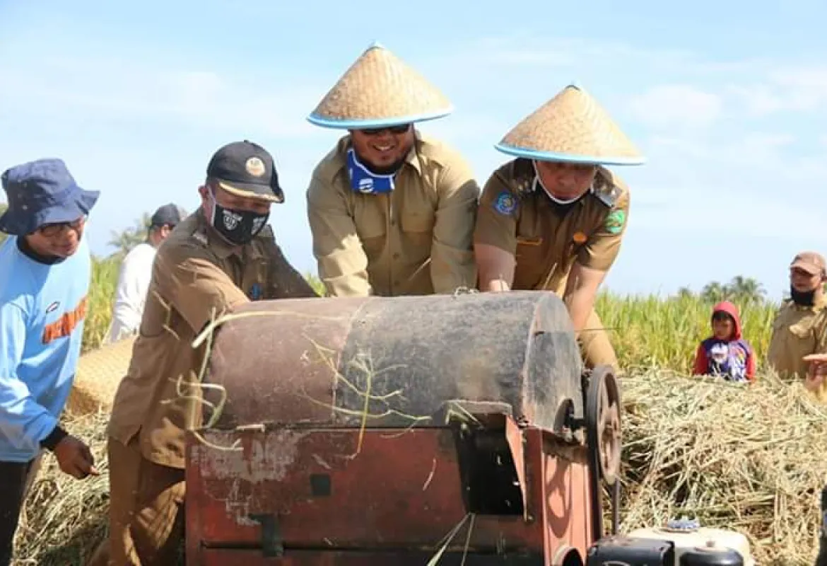 Anggota Komisi III DPRD Kota Bengkulu Panen Raya Bersama Petani Sekaligus Serap Aspirasi