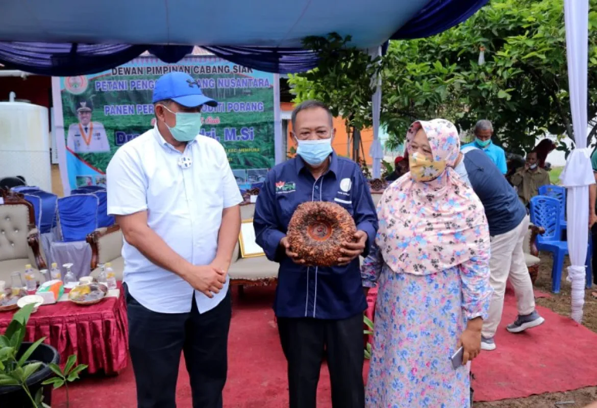 Bupati Siak Optimis Porang Bisa Berkembang di Kabupaten Siak