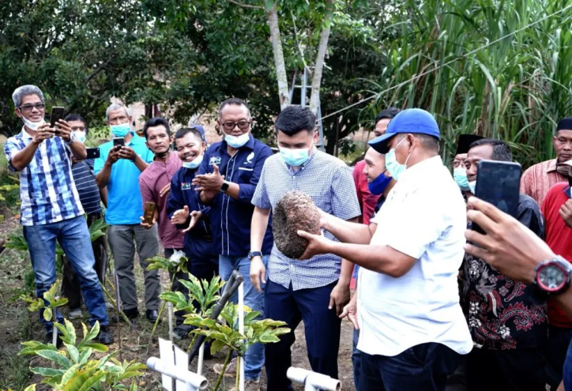 Pemerintah Kabupaten Siak Dorong Budidaya Porang di Kembangkan di Kabupaten Siak