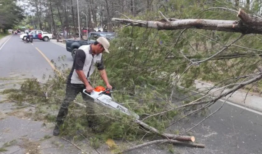 Dinas Lingkungan Hidup Evakuasi Pohon Tumbang di Dua Lokasi
