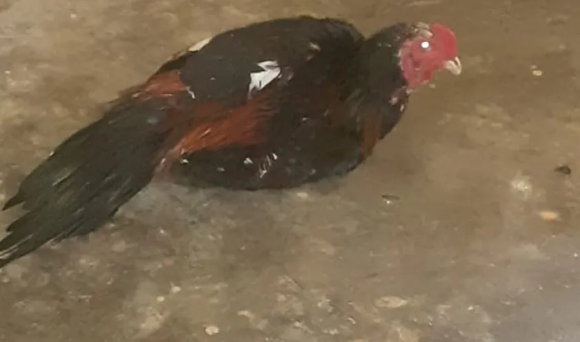 Dimediasi Polsek Seginim, Korban Sepakat Damai Dengan Pelaku Pencuri Ayam Anak Bawah Umur