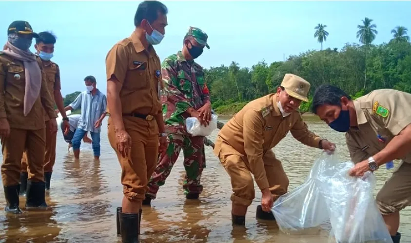 Wakil Bupati Kuansing Lepas 120 Ribu Benih Ikan Baung Di Tepian Kecamatan Gunung Toar